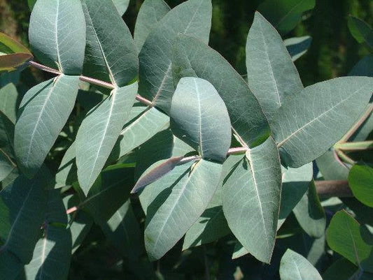 PhytoLab Eucalyptus Tincture 30ml